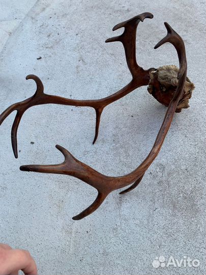 Продам рога оленя
