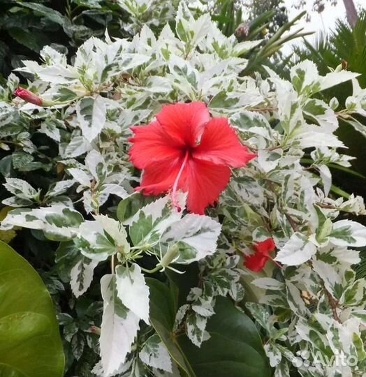 Сциндаптусы, монстеры и других домашних растений