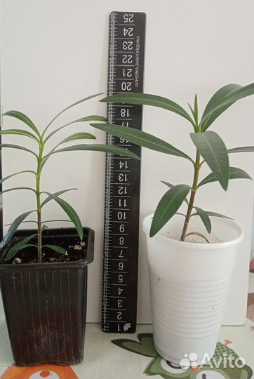 Олеандр розовый