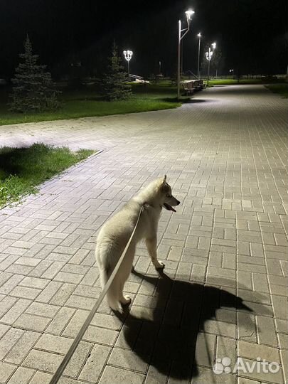 Щенок хаски