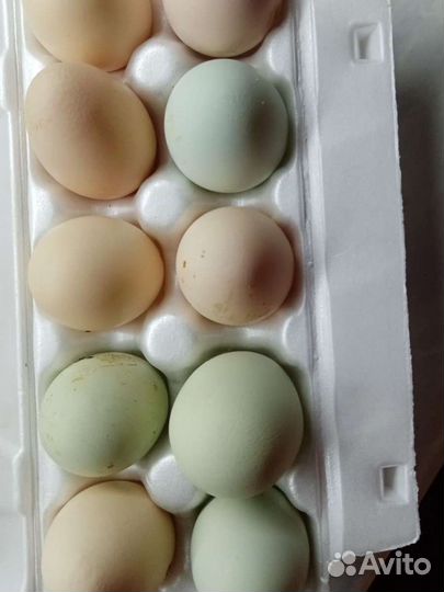 Инкубационное яйцо