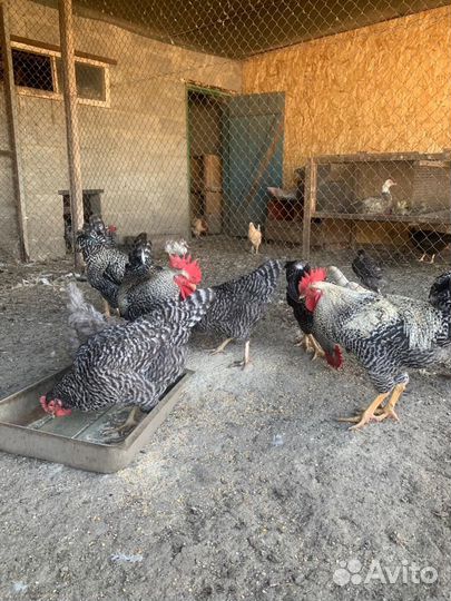 Петухи Грис бар, 5 месяцев