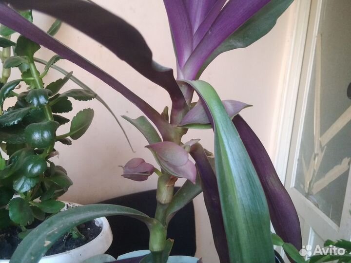 Растения для дома