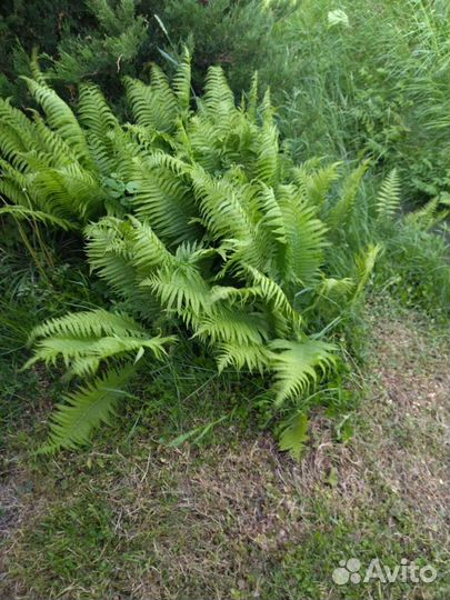 Папоротник