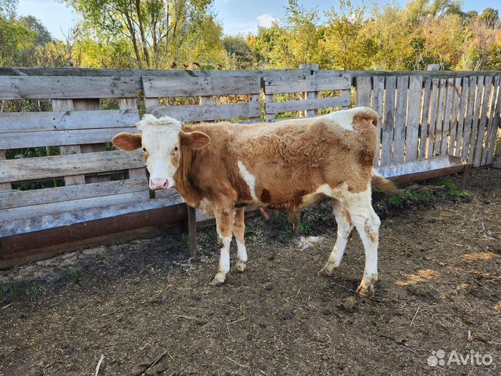 Бычки и быки