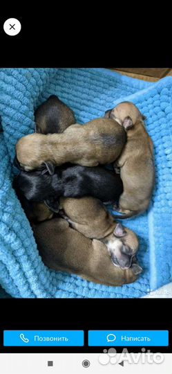 Чихуахуа мини мальчик