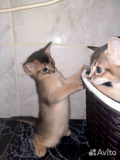 Абиссинские котята