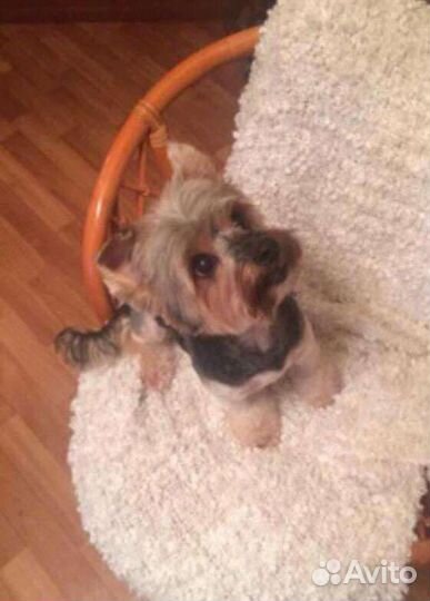 Стрижка котов кошек собак Йорк шпиц пудель бишон б