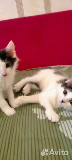 Котята 2,5 мес