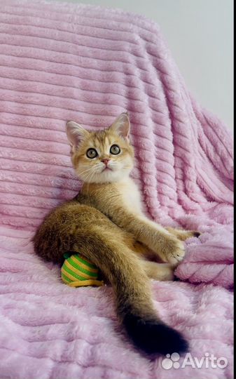 Девочка золото