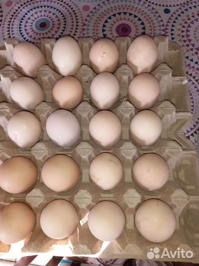 Яйцо домашнее своё