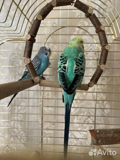Волнистые попугаи + клетка