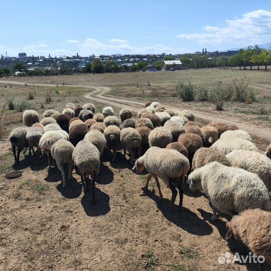 Продается вся отара