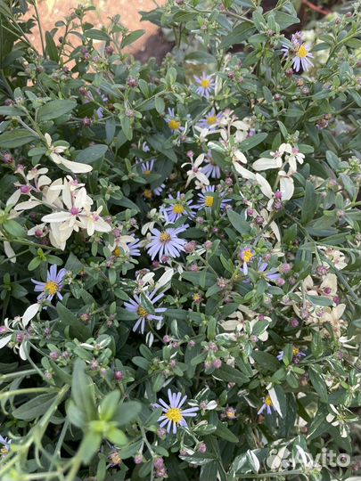 Многолетники почтой