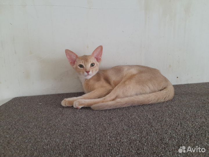 Абиссинские котята