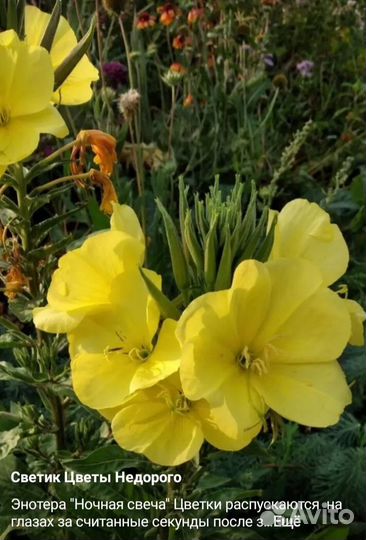 Многолетники