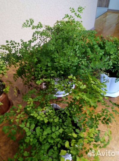 Адиантум венерин волос