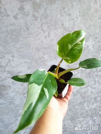 Филодендроны 19,10. Дабовление