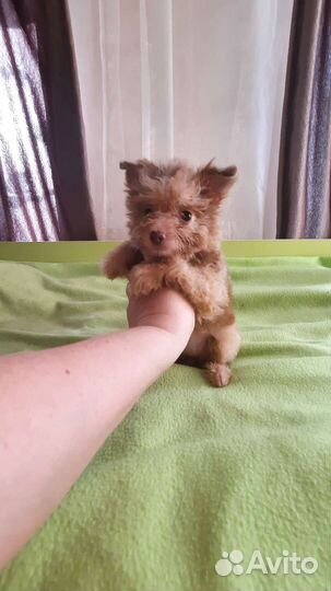 Щенки мини 2.5мес