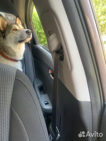 Сибирский хаски