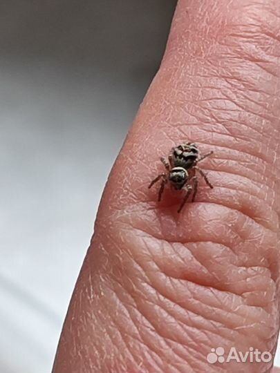 Паук-скакун Philaeus chrysops