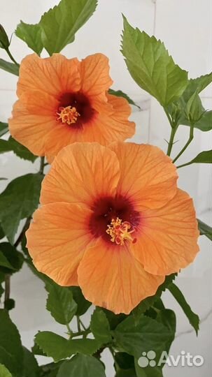 Гибискус Оранжевый