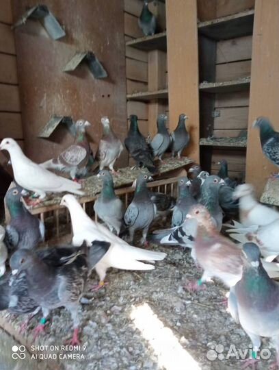 Спортивные голуби