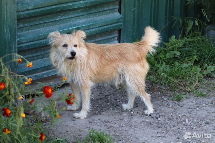 Собака Рыжик коротколапик