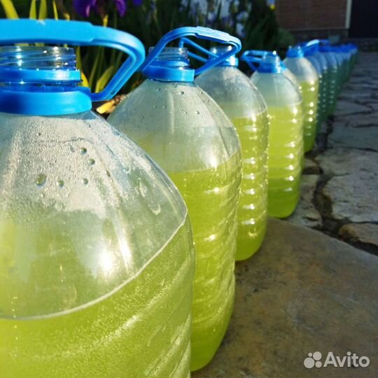 Хлорелла для пруда, суспензия хлореллы