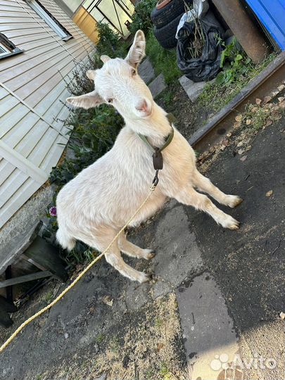 Коза дойная и козочка