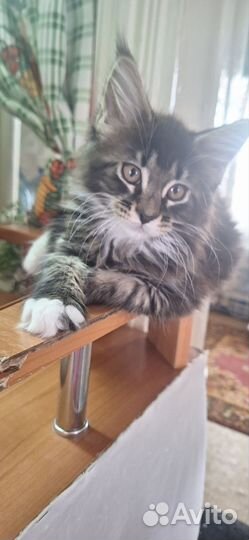 Котята мейн-кун