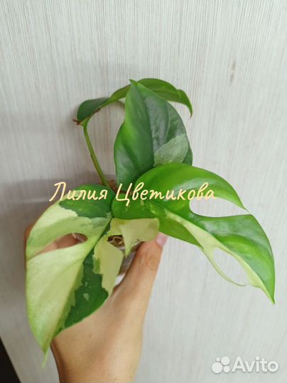 Декоративно-лиственные комнатные растения