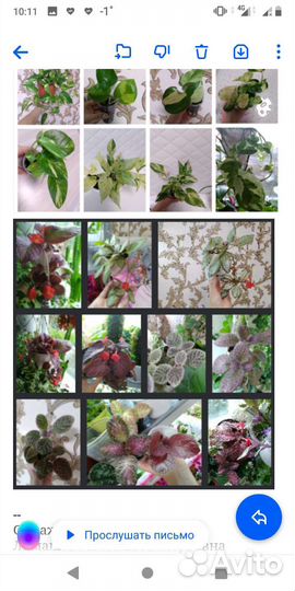 Цветы, комнатные растения