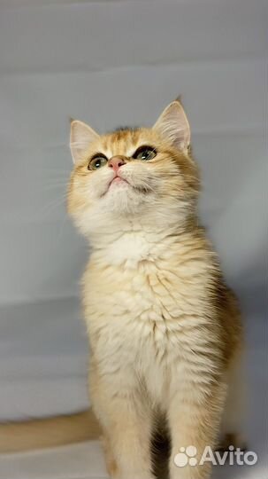 Котята британские золотые шиншиллы