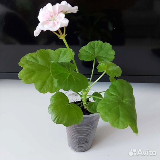 Пеларгония герань