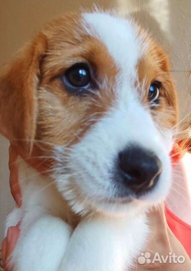 Щенок Джек Рассел терьер