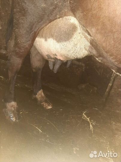 Продам корову