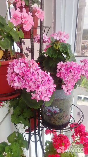 Пеларгония герань