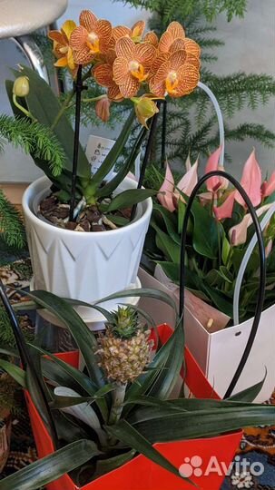 Орхидея фаленопсис LittleZorro
