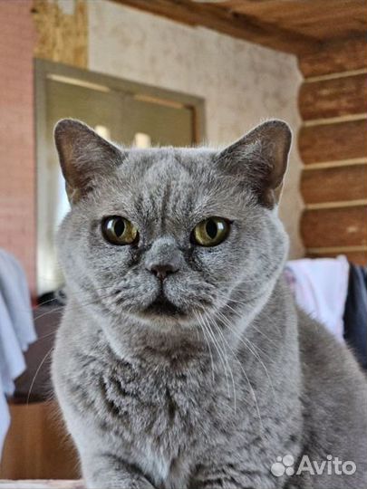 Отдам в добрые руки кошку