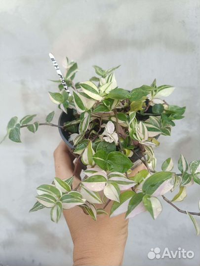 Традесканция yellow hill