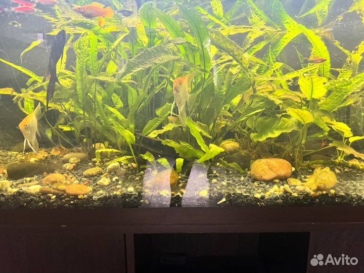 Аквариум с рыбками и тумбой