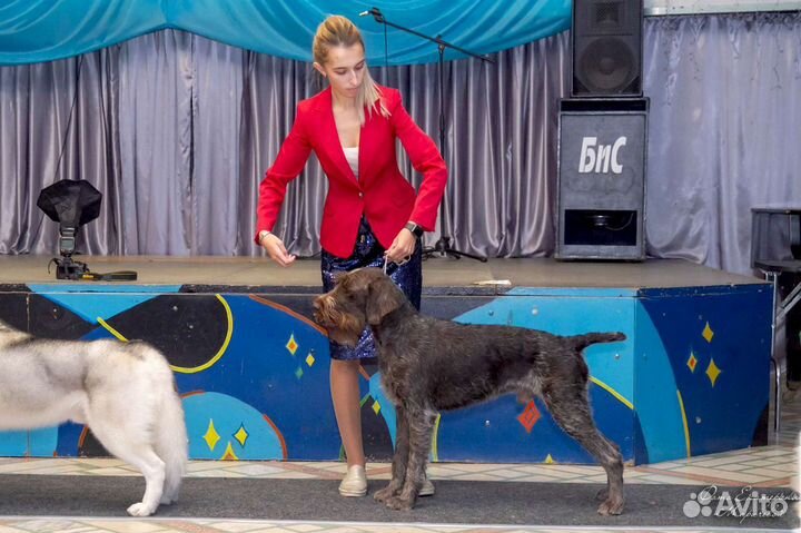 Услуги Проф.Хендлера, подготовка к выставкам