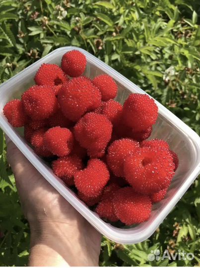 Тибетская малина саженцы