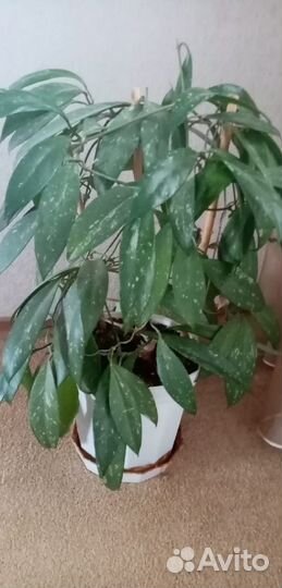 Комнатные растения