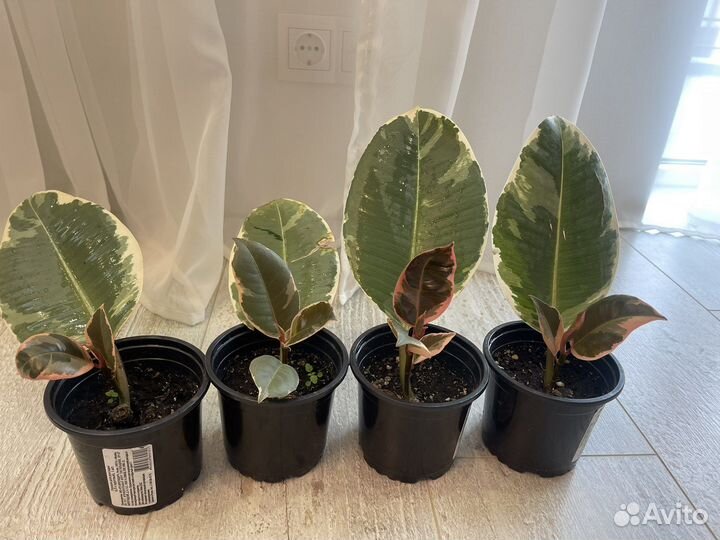 Фикус эластика Тинеке