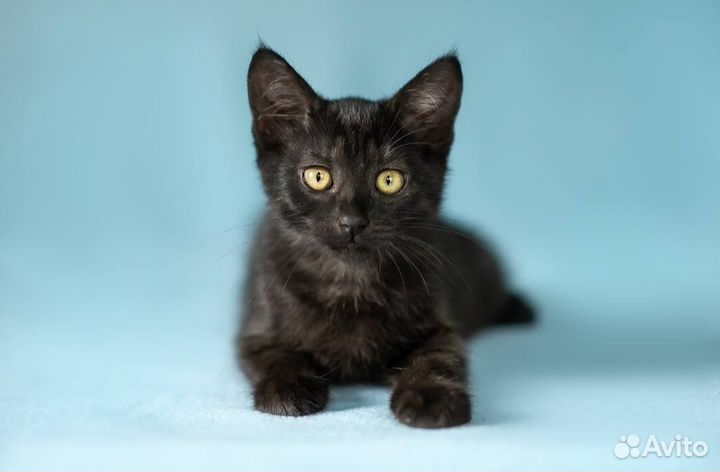 Котенок Дульсинея ищет доброго и любящего хозяина