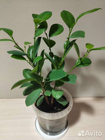 Фикус микрокарпа