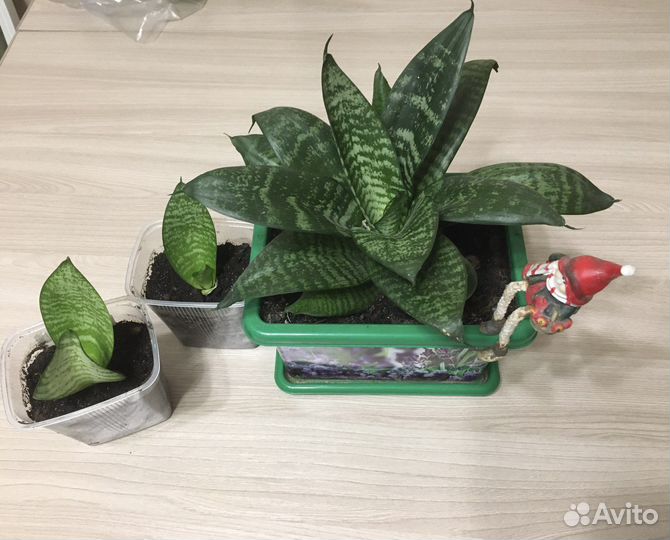 Сансевиерия ханни