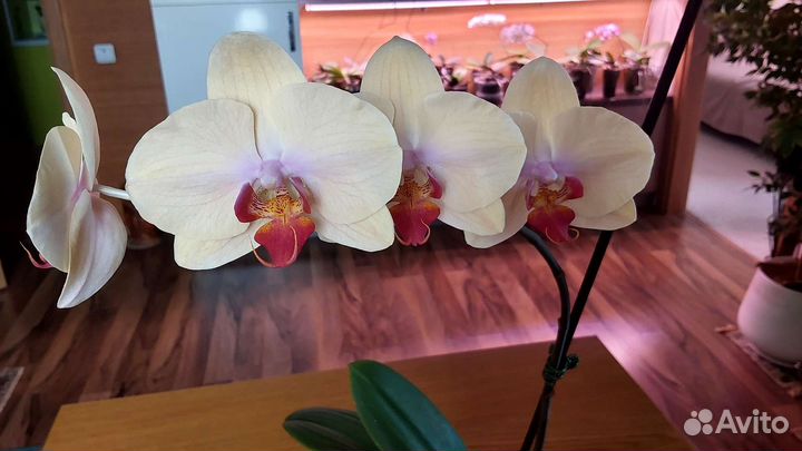 Орхидея фаленопсис